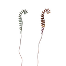 Fiddlehead Ferns