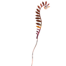 Fiddlehead Ferns