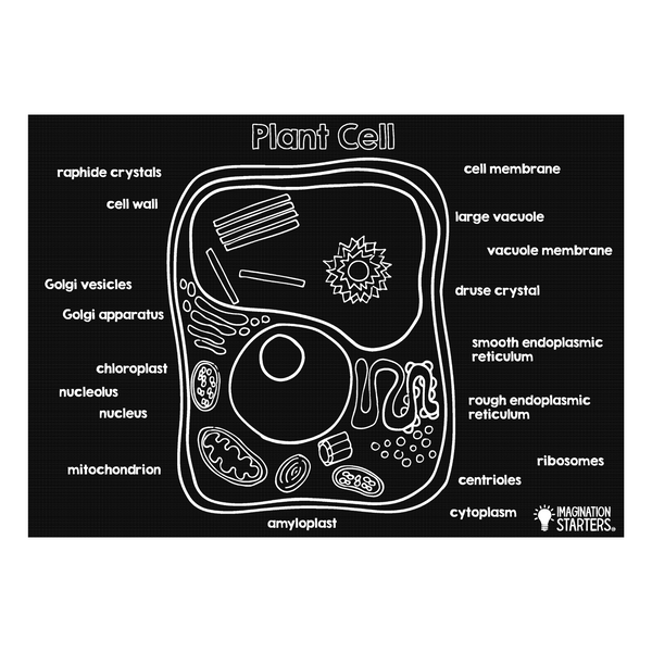 Chalkboard Placemat Plant Cell