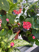 Small Enamel Copper Ladybugs