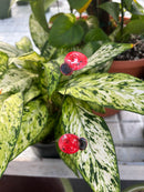 Small Enamel Copper Ladybugs