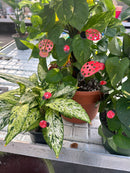 Small Enamel Copper Ladybugs