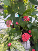 Small Enamel Copper Ladybugs