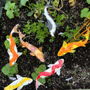 Enamel Koi- choose your color