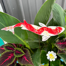 Enamel Koi- choose your color