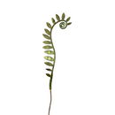Fiddlehead Ferns