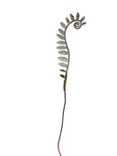 Fiddlehead Ferns