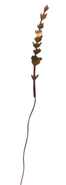 Lavender Stems The Woodlands Collection