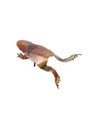 Frogs, The Woodlands Collection