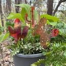 NEW Natural Copper Porch Pot Stake - Cactus-Fat