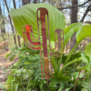 NEW Natural Copper Porch Pot Stake - Cactus-Cut Out