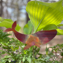 NEW Natural Copper Porch Pot Stake - Whale