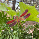NEW Natural Copper Porch Pot Stake - Dragonfly