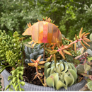 *NEW* Natural Copper Armadillo