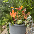 *NEW* Natural Copper Fat Cactus - Medium