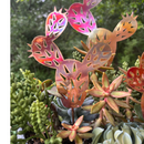 *NEW* Natural Copper Fat Cactus - Medium