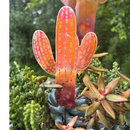 *NEW* Natural Copper Lined Cactus - Medium