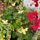Small Copper Enamel Bees
