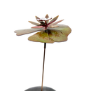 Lilypad - Porcelain The Woodland Collection