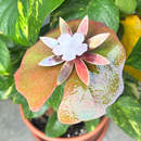 Lilypad - Porcelain The Woodland Collection