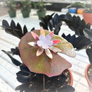 Lilypad - Porcelain The Woodland Collection