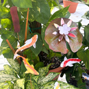 Lilypad - Porcelain The Woodland Collection