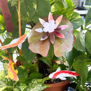 Lilypad - Porcelain The Woodland Collection