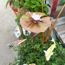 Lilypad - Porcelain The Woodland Collection