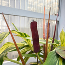 Cattail - Wine The Woodland Collection NEW