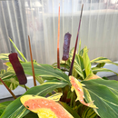 Cattail - Wine The Woodland Collection NEW