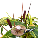 Cattail - Wine The Woodland Collection NEW