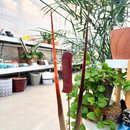 Cattail - Wine The Woodland Collection NEW