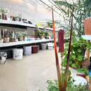 Cattail - Wine The Woodland Collection NEW