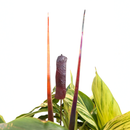 Cattail - Wine The Woodland Collection NEW