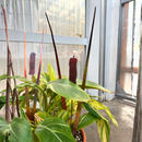 Cattail - Wine The Woodland Collection NEW