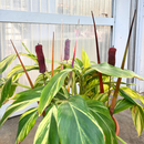 Cattail - Wine The Woodland Collection NEW