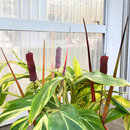 Cattail - Wine The Woodland Collection NEW