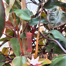 Cattail - Wine The Woodland Collection NEW