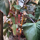 Cattail - Wine The Woodland Collection NEW