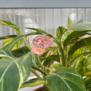 Medium Natural Copper Ladybugs