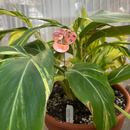 Medium Natural Copper Ladybugs