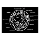 Chalkboard Placemat Animal Cell (preorder - shipping July 2025)