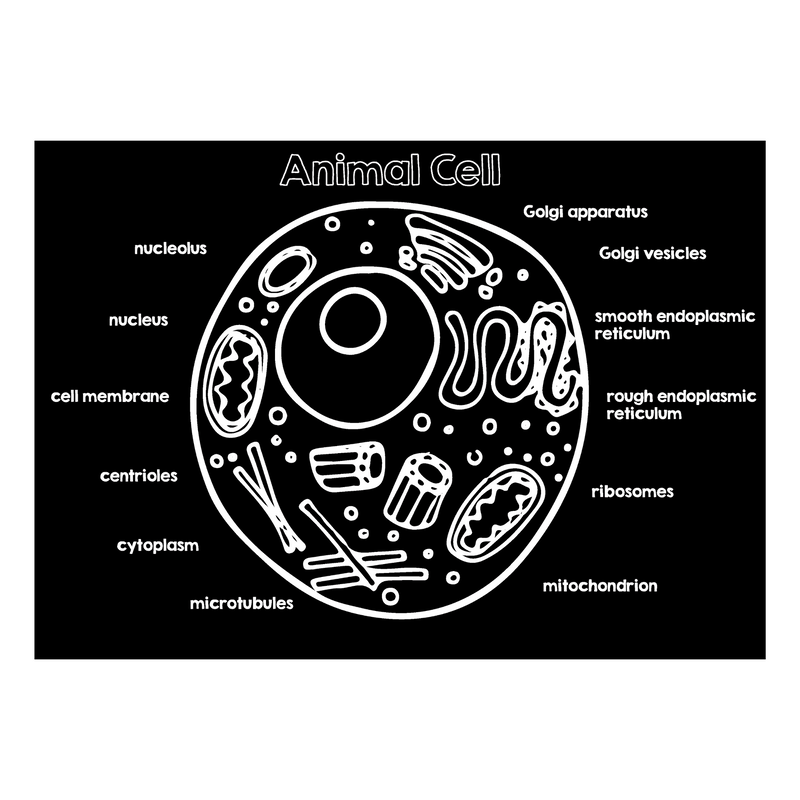 Chalkboard Placemat Animal Cell