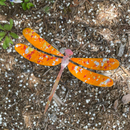 Copper Enamel Dragonfly Garden Stake
