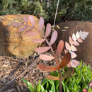 Large Copper Fern Frond