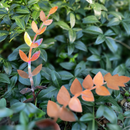 Medium Copper Fern Frond (teardrop)