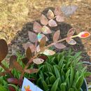 Small Copper Fern Frond (pointy)