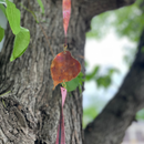 Natural Copper Leaf Garden Chain