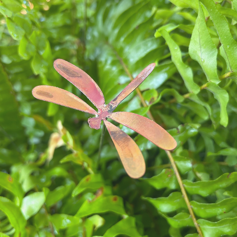 Small Copper Dragonflies- Bare