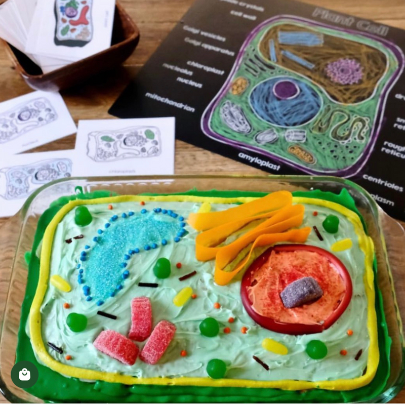 Chalkboard Placemat Plant Cell
